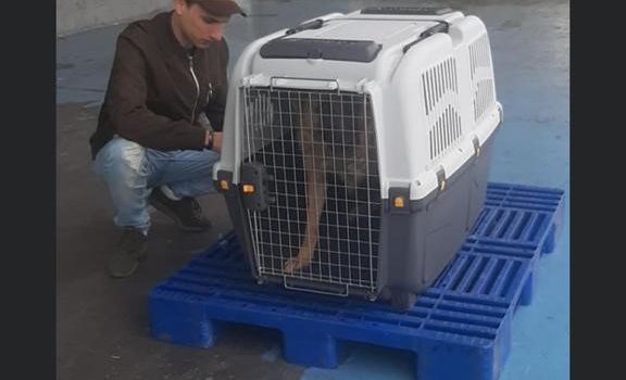 FREIGHT FORWARDER TUNISIA: Transport Live Animals Tunisia