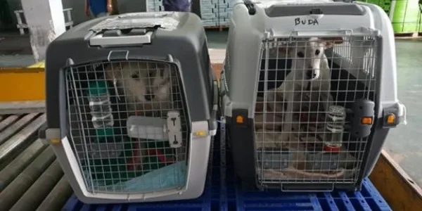 Transport Animaux Vivants en Tunisie